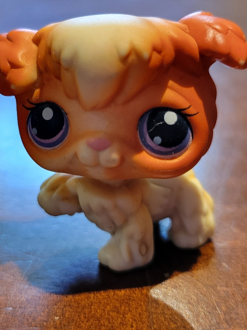Littlest Pet Shop #37 Variant Orange And Cream Poodle